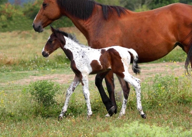 Vision 2009, naissance &agrave; 3 semaines