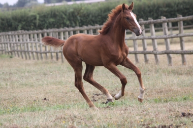 Tinka &agrave; 4 mois