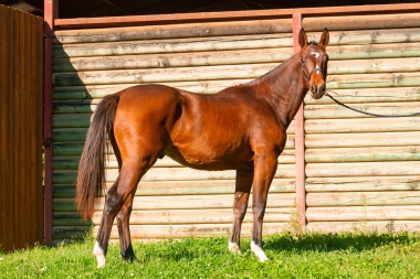 Queridor Du Repaire Z Z