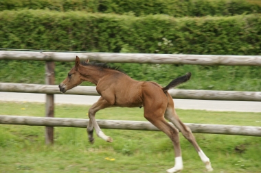 Angelo de Pl&eacute;ville par Sandro Boy