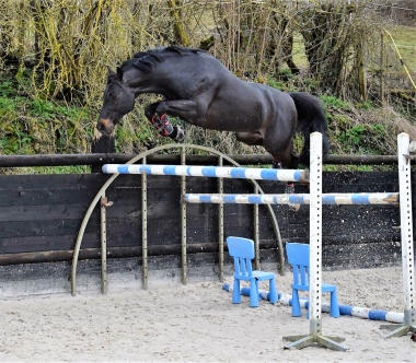 <b>Usandro </b>            Coll. Priv&eacute; Le Guen