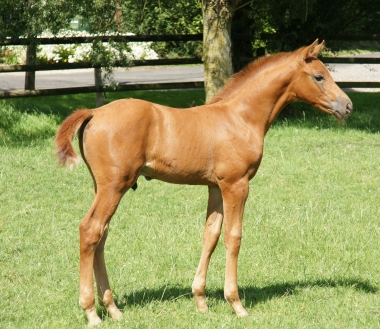 Beguin de Pl&eacute;ville par Sandro Boy.