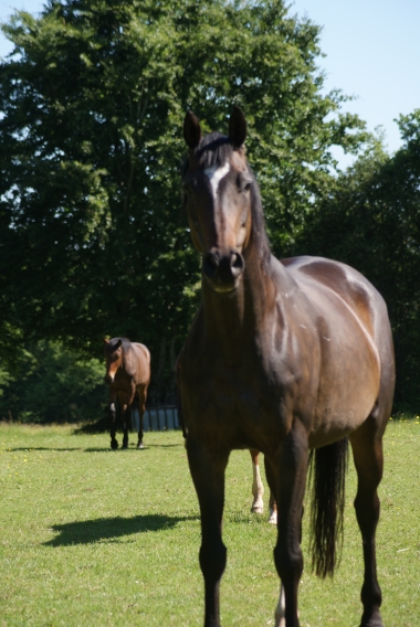 MACCABEE W&uuml;rttemberger