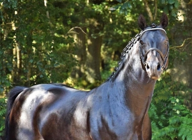 <b>Usandro </b>            Coll. Priv&eacute; Le Guen