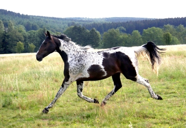 Vision en 2011, 2 ans