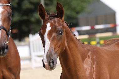 Cam&eacute;lia du Soleil