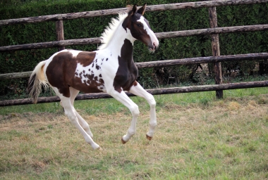H&eacute;lios &agrave; 3 mois et demi, 7 Ao&ucirc;t 2017