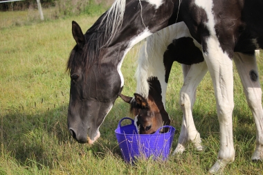 H&eacute;lios, 14 et 16 Ao&ucirc;t 2017