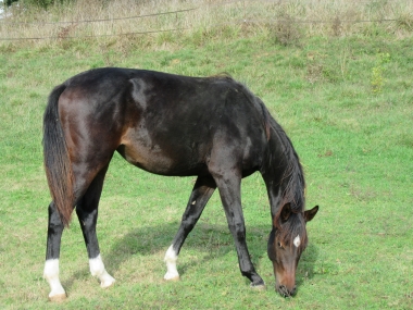 Idylle d'agenais (Vendue)
SF.