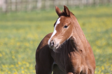 Cam&eacute;lia du Soleil SF.