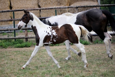 H&eacute;lios &agrave; 3 mois et demi, 7 Ao&ucirc;t 2017