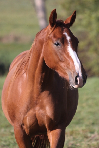 ^Cam&eacute;lia octobre 2014