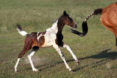 Vision &agrave; 2 mois