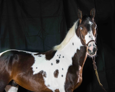 <b>James Bond &agrave; 4 ans, 2023</b>     