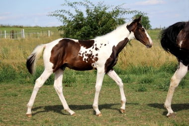 H&eacute;lios, 14 et 16 Ao&ucirc;t 2017