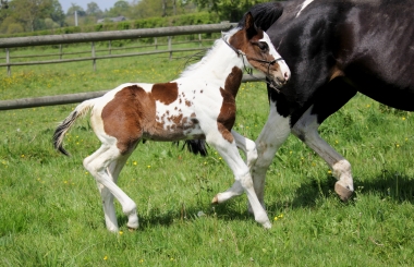 H&eacute;lios &agrave; 14 jours, 10 Mai 2017
