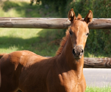 Beguin de Pl&eacute;ville par Sandro Boy.