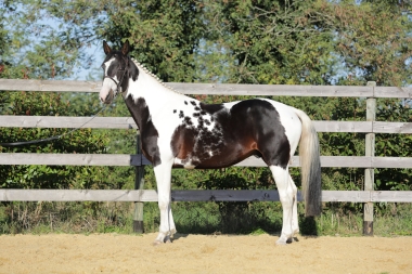 H&eacute;lios Morinda SF