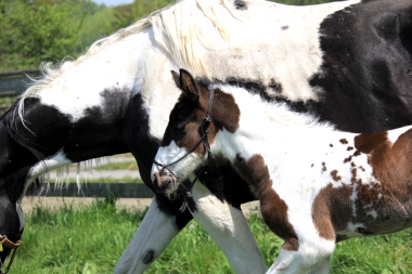 H&eacute;lios &agrave; 14 jours, 10 Mai 2017