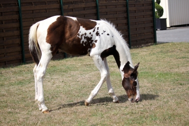 H&eacute;lios &agrave; 3 mois et demi, 7 Ao&ucirc;t 2017