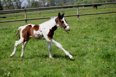 H&eacute;lios &agrave; 14 jours, 10 Mai 2017