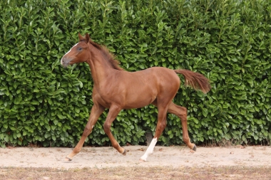 Cam&eacute;lia du Soleil