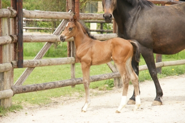 Angelo de Pl&eacute;ville par Sandro Boy