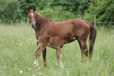 image du fraigneau SF