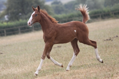 Dagobert &agrave; 3 mois