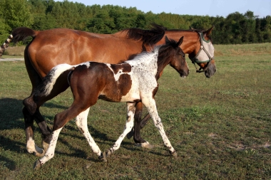 Vision &agrave; 2 mois