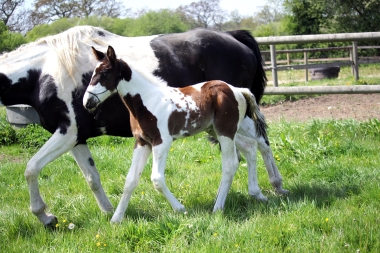 H&eacute;lios &agrave; 14 jours, 10 Mai 2017