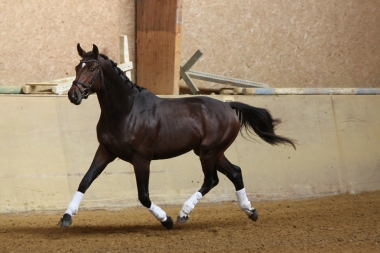 Bugatti &agrave; 2 ans