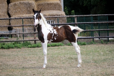 H&eacute;lios &agrave; 3 mois et demi, 7 Ao&ucirc;t 2017
